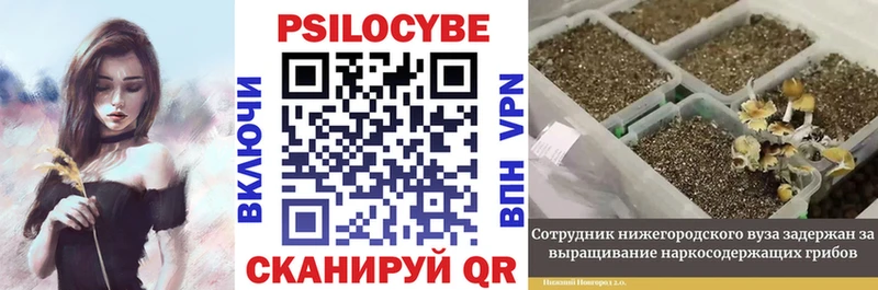Купить  Светлогорск  Галлюциногенные грибы Psilocybine cubensis 